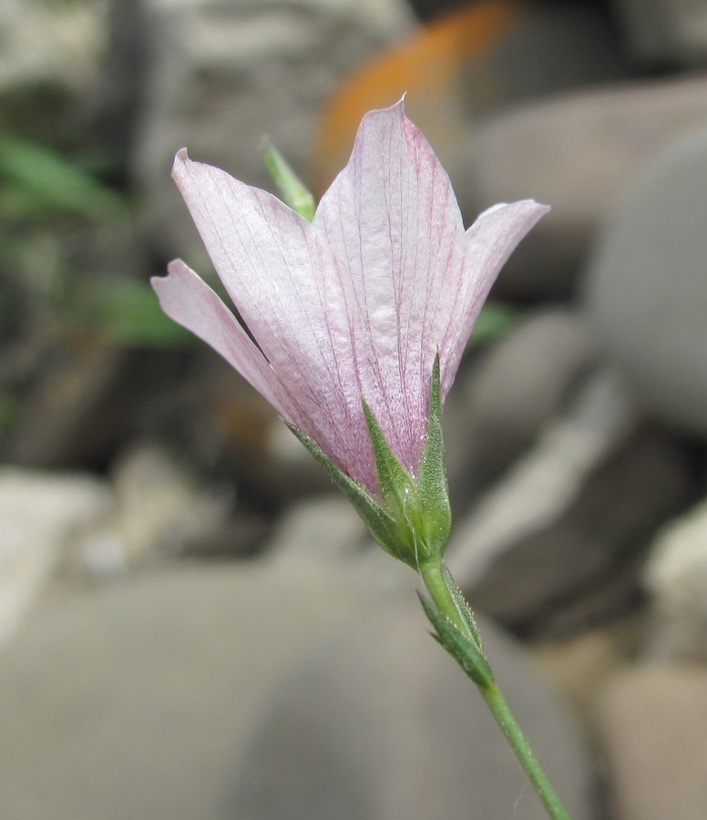 Image of Linum tenuifolium specimen.