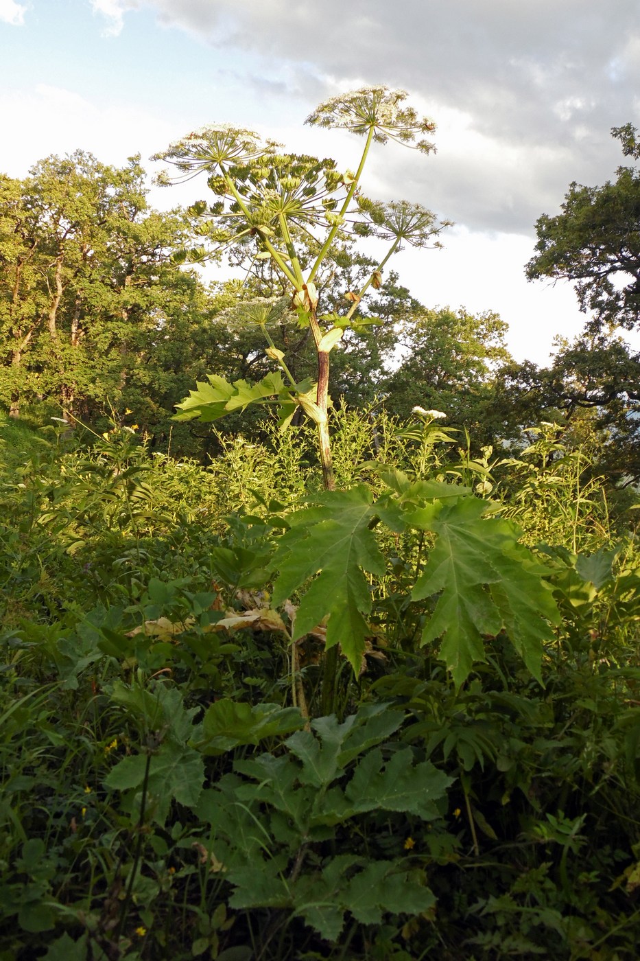 Image of Heracleum sosnowskyi specimen.