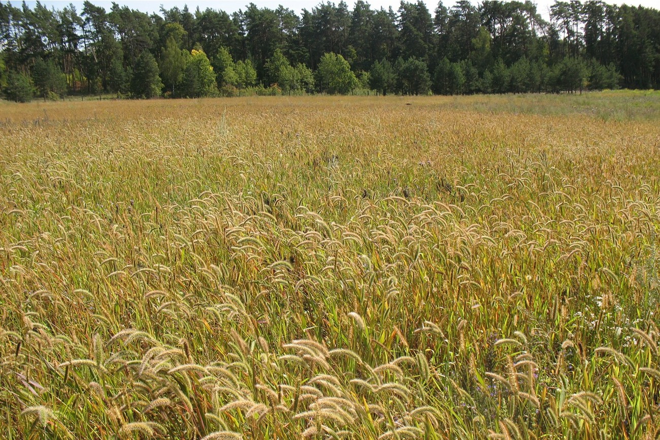 Image of Setaria pumila specimen.