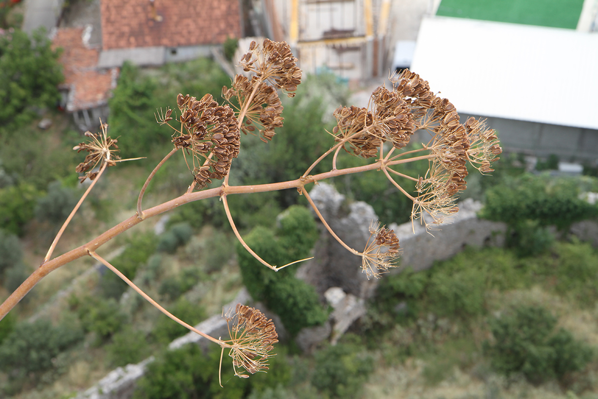 Image of genus Ferula specimen.