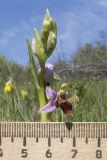 Ophrys oestrifera. Верхушка соцветия. Краснодарский край, м/о г. Новороссийск, гора Шахан, травянистое сообщество задернованного скального обнажения на склоне южной экспозиции. 28.04.2019.