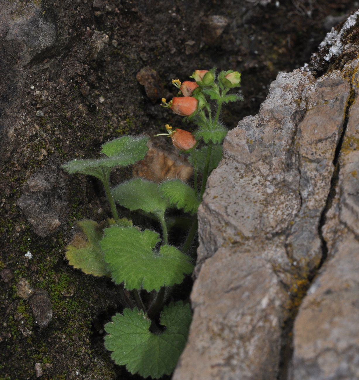 Image of Scrophularia kotschyana specimen.