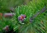 Pinus mugo