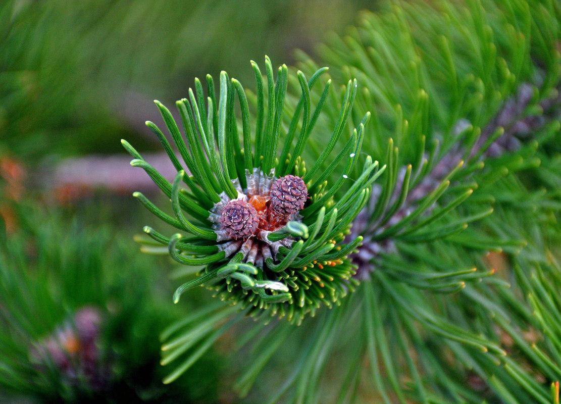 Image of Pinus mugo specimen.