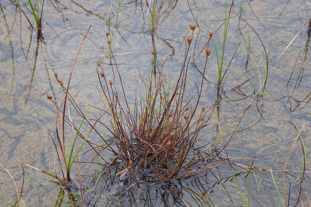 Изображение особи Juncus stygius.