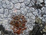 Diploschistes scruposus