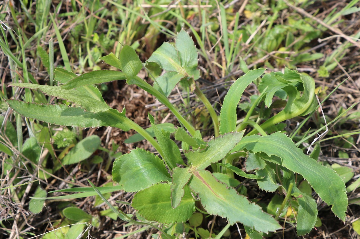 Изображение особи Falcaria vulgaris.