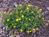 Potentilla gelida