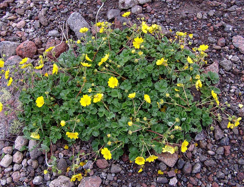 Изображение особи Potentilla gelida.