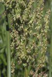 Rumex gmelinii. Часть соцветия. Сахалинская обл., Охинский р-н, окр. г. Оха, залив Уркт, заболоченный приморский луг. 23.07.2017.