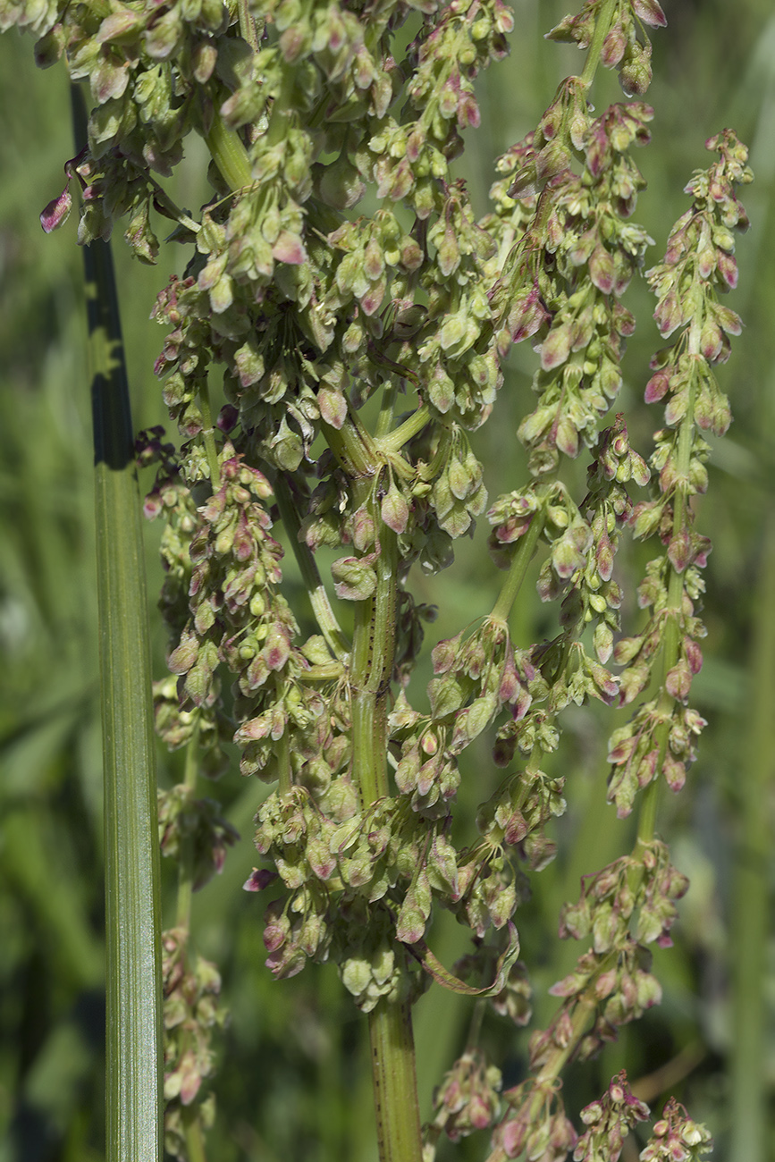 Изображение особи Rumex gmelinii.