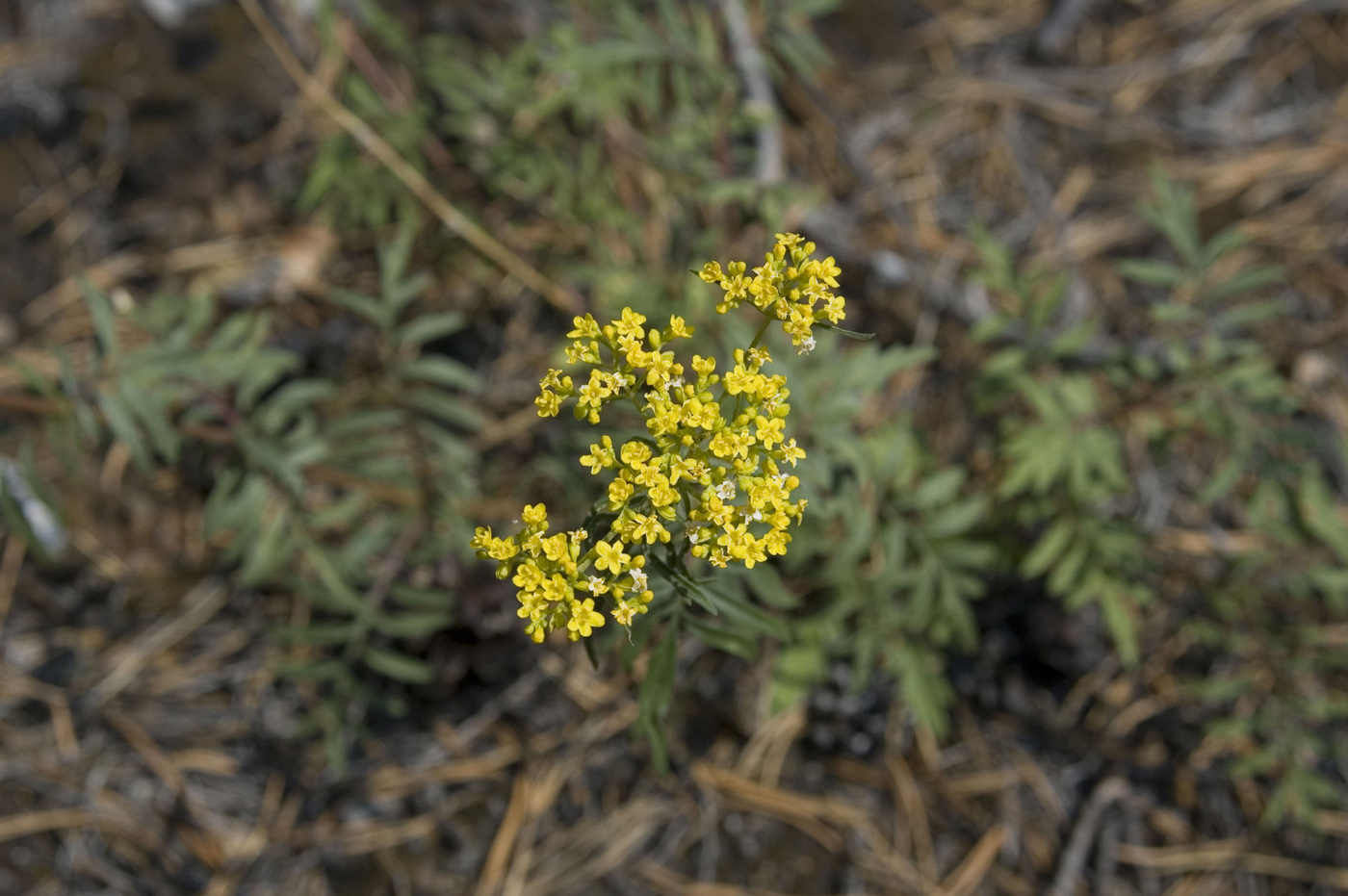 Image of Patrinia rupestris specimen.