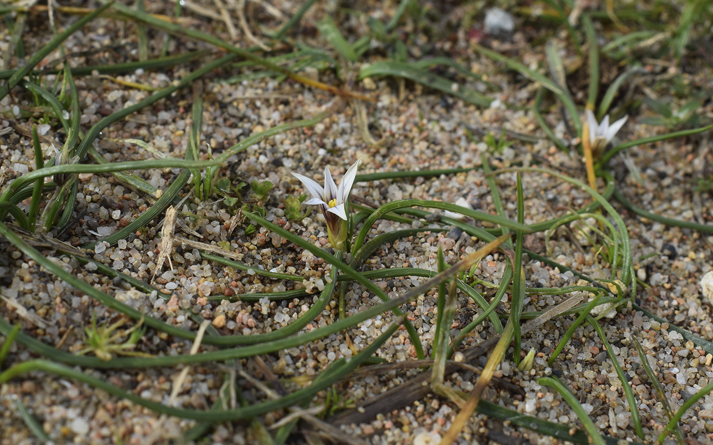 Изображение особи Romulea columnae.