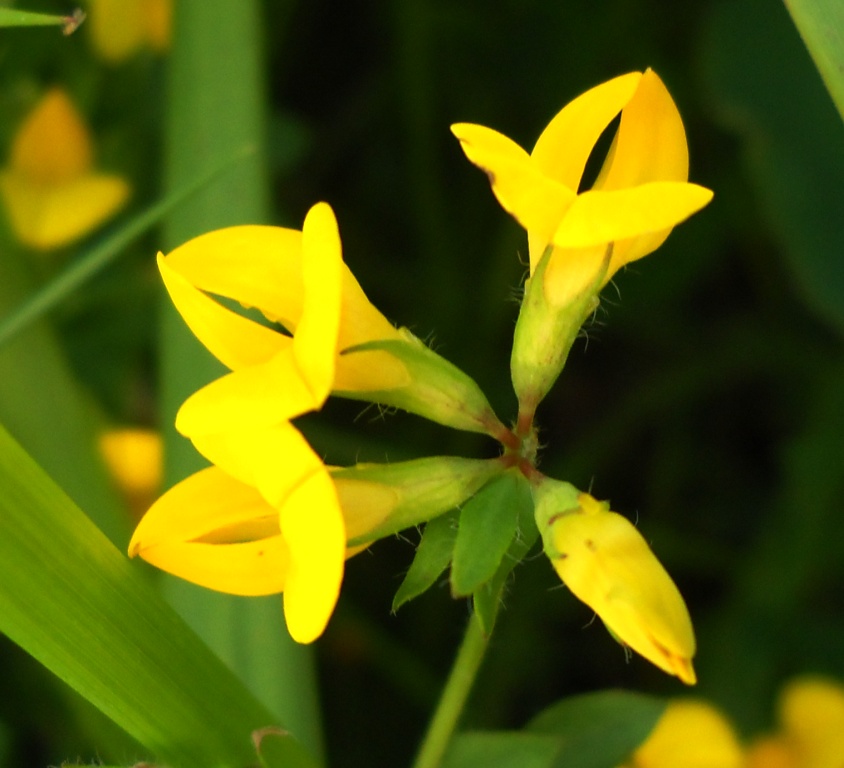 Image of Lotus komarovii specimen.