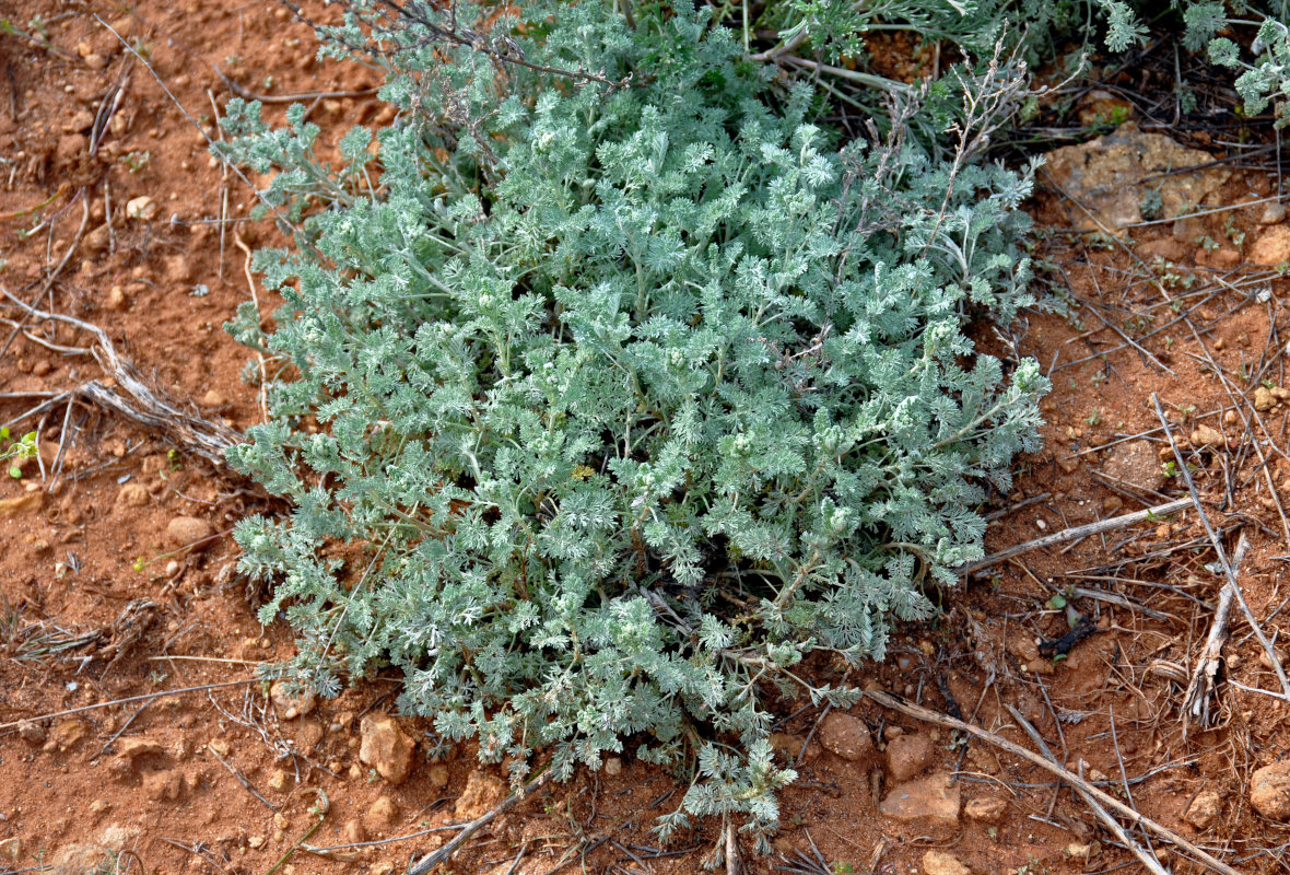 Image of genus Artemisia specimen.