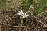 Ornithogalum fimbriatum