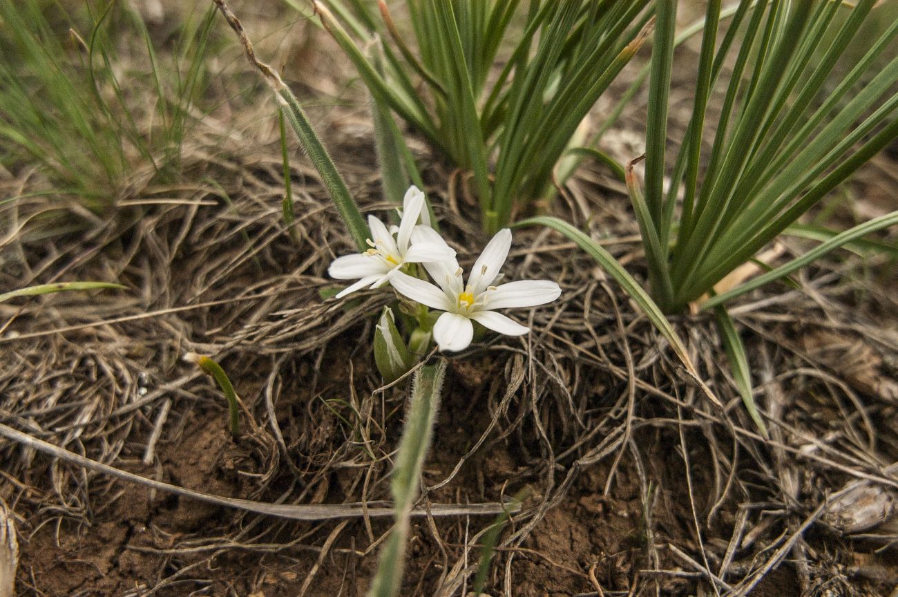 Изображение особи Ornithogalum fimbriatum.