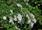 Exochorda racemosa