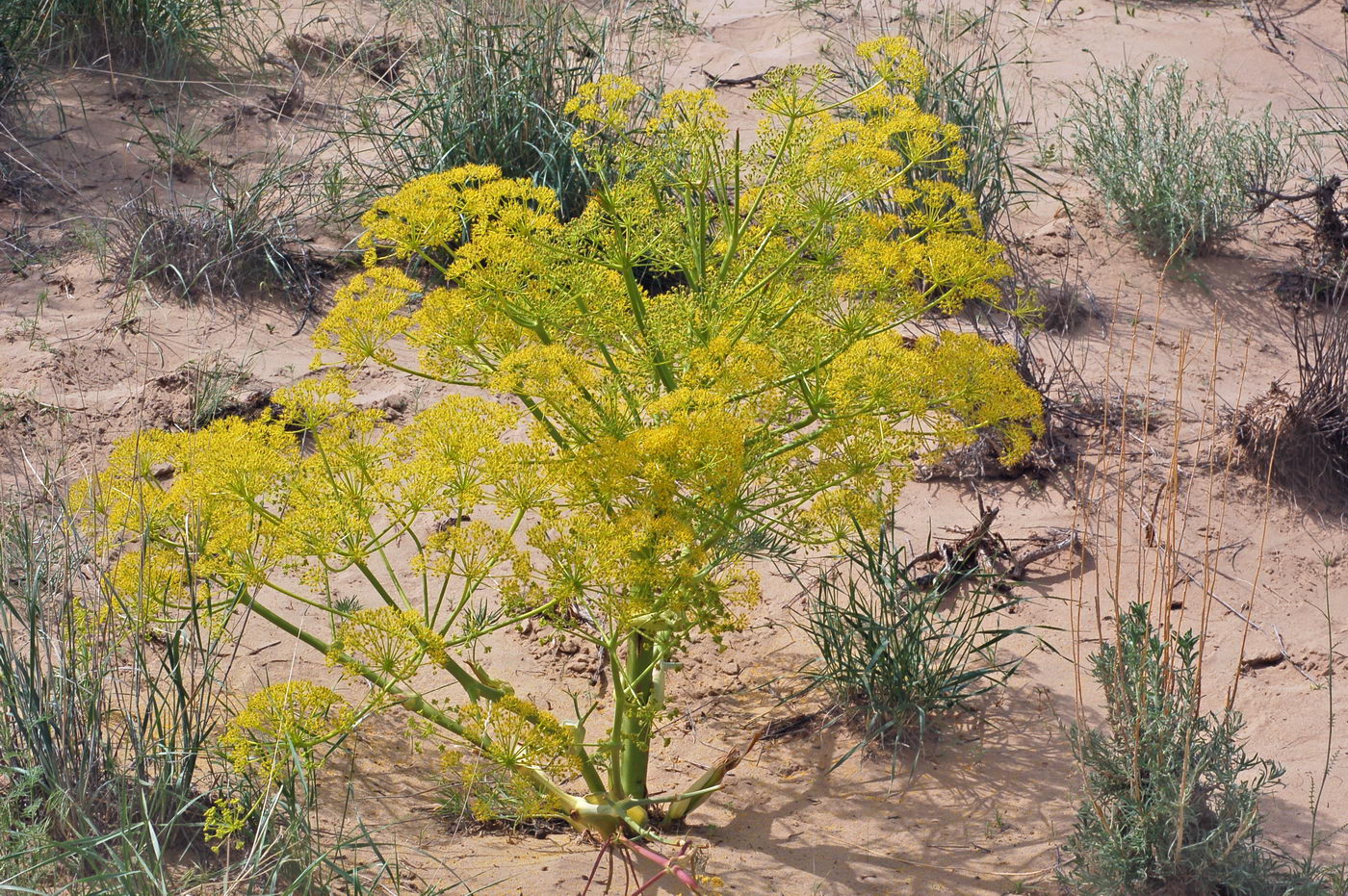 Изображение особи Ferula varia.