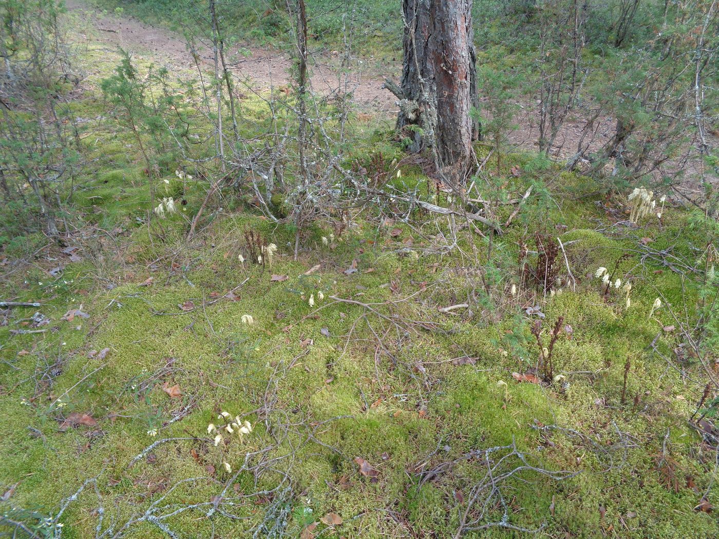 Image of Hypopitys monotropa specimen.