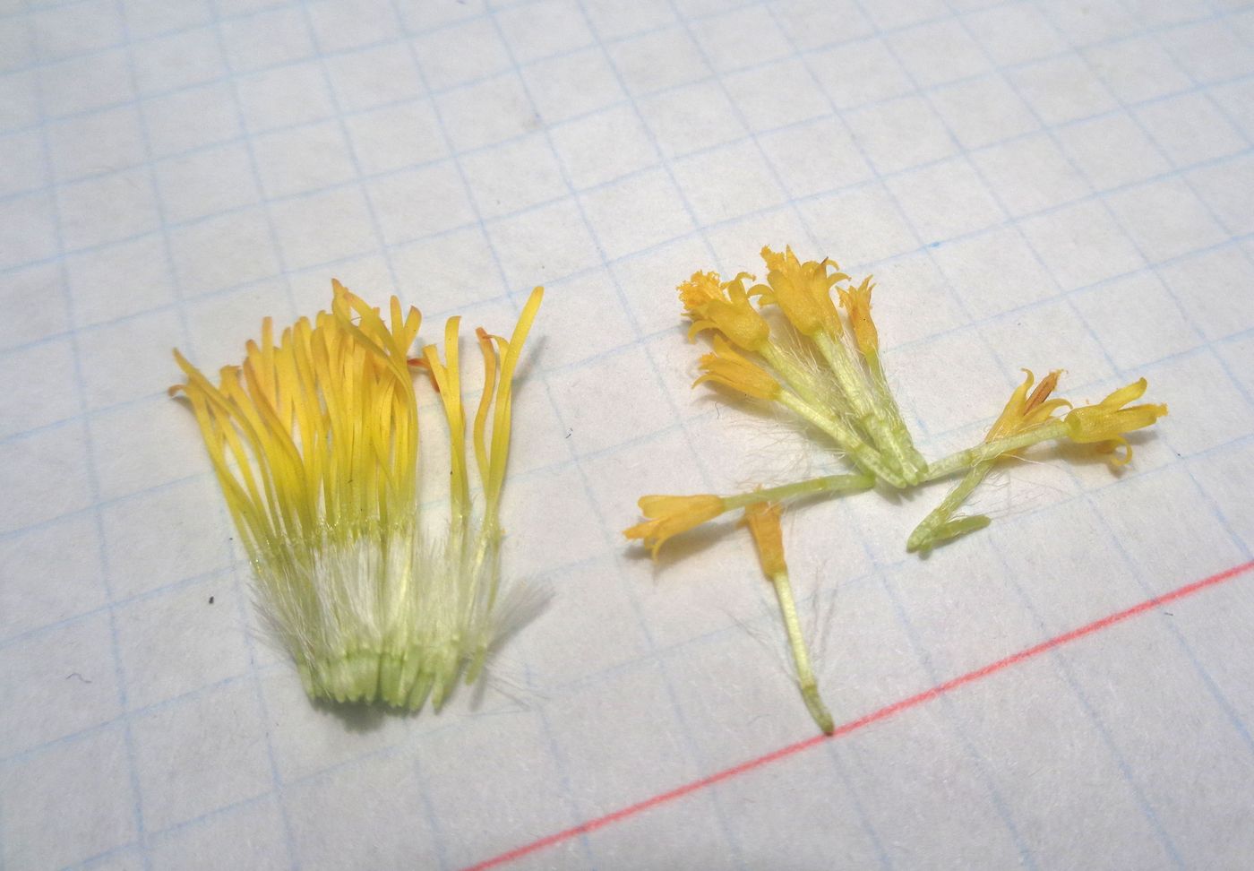 Изображение особи Tussilago farfara.