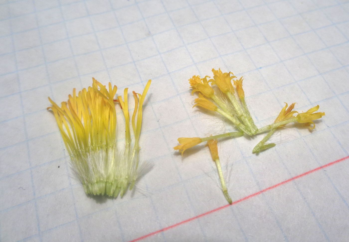 Image of Tussilago farfara specimen.