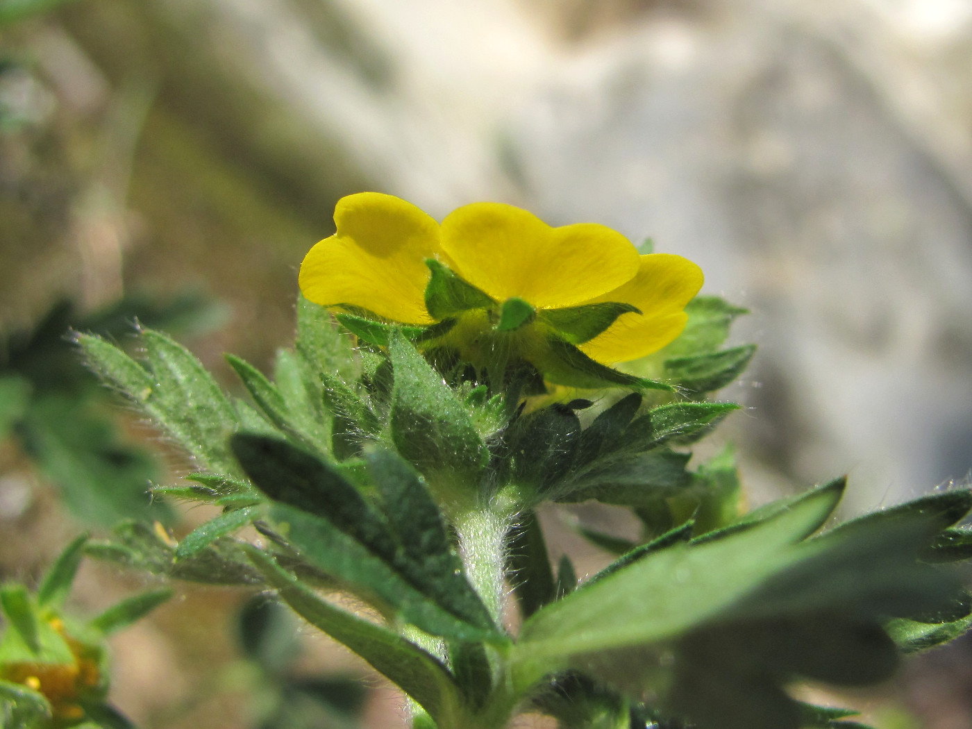 Image of Potentilla caucasica specimen.