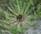 Cirsium esculentum. Зацветающее растение. Алтай, плоскогорье Укок, долина р. Ак-Алаха (выс. около 2200 м н.у.м.). 23.07.2010.