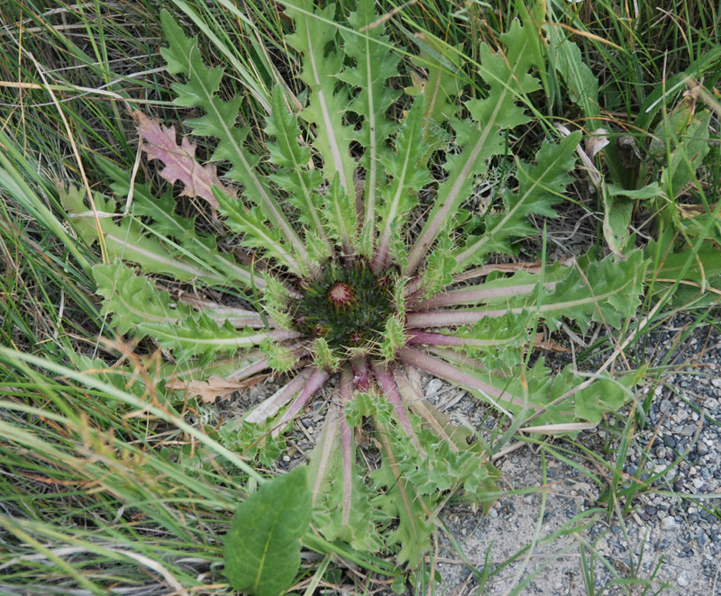 Изображение особи Cirsium esculentum.