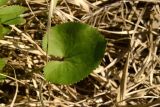 Ranunculus cassubicus