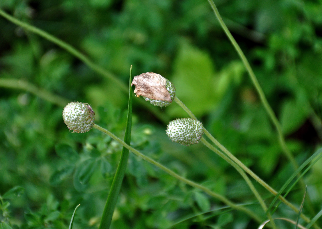 Image of Anemone sylvestris specimen.