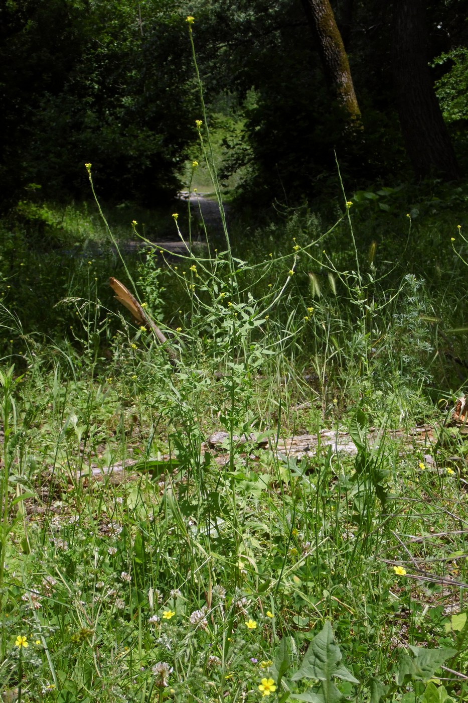 Image of Sisymbrium officinale specimen.