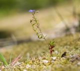 Veronica umbrosa. Цветущее растение. Краснодарский край, Крымский р-н, окр. станицы Гладковская, грязевой вулкан Гладковские сопки, дубовый лес, поросшее мхом скальное обнажение. 25.04.2020.