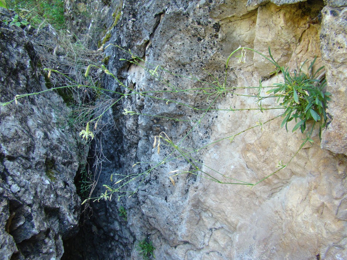 Image of Silene neoladyginae specimen.