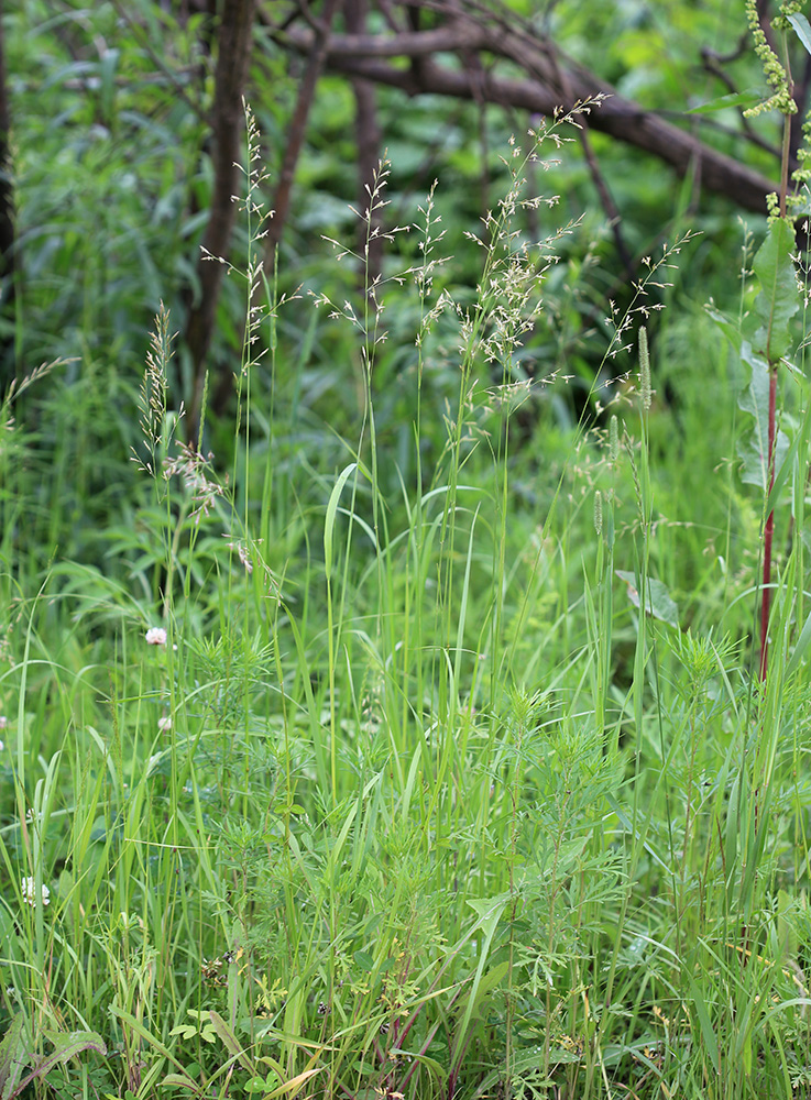 Изображение особи Festuca pratensis.