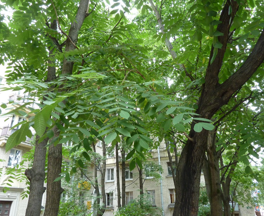 Изображение особи Juglans mandshurica.