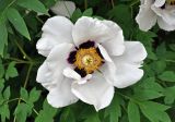 Paeonia suffruticosa
