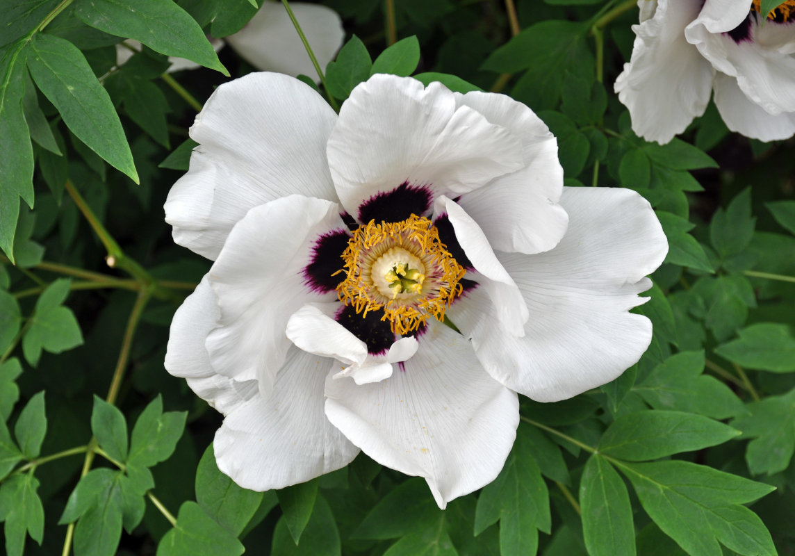 Изображение особи Paeonia suffruticosa.