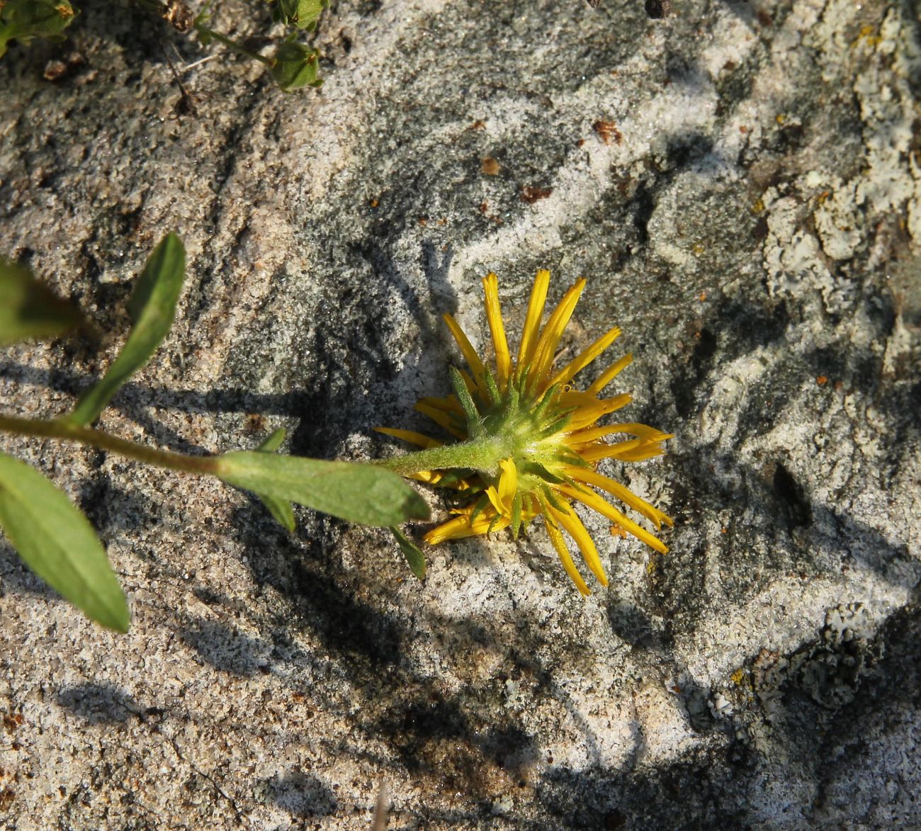 Image of Inula britannica specimen.