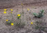 Scorzoneroides autumnalis. Цветущие растения. Пермский край, Оханский р-н, Тулумбаихинское сельское поселение, Кунчурихинский бор, песчаная грунтовая дорога. 15.08.2020.