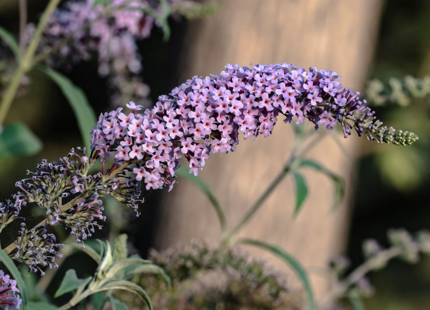 Image of Buddleja davidii specimen.