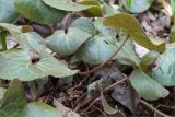 Asarum europaeum