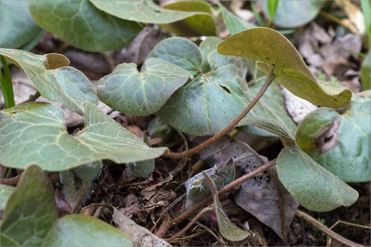 Изображение особи Asarum europaeum.