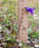 Campanula albovii