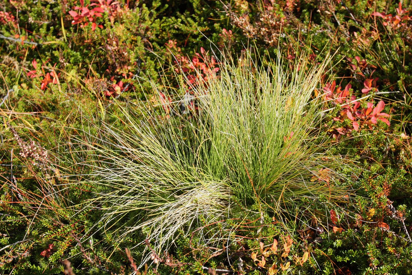 Image of Nardus stricta specimen.