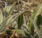 Pilosella echioides. Листья. Южный Берег Крыма, сев.-вост. склон горы Аю-Даг, скальник. 06.08.2019.