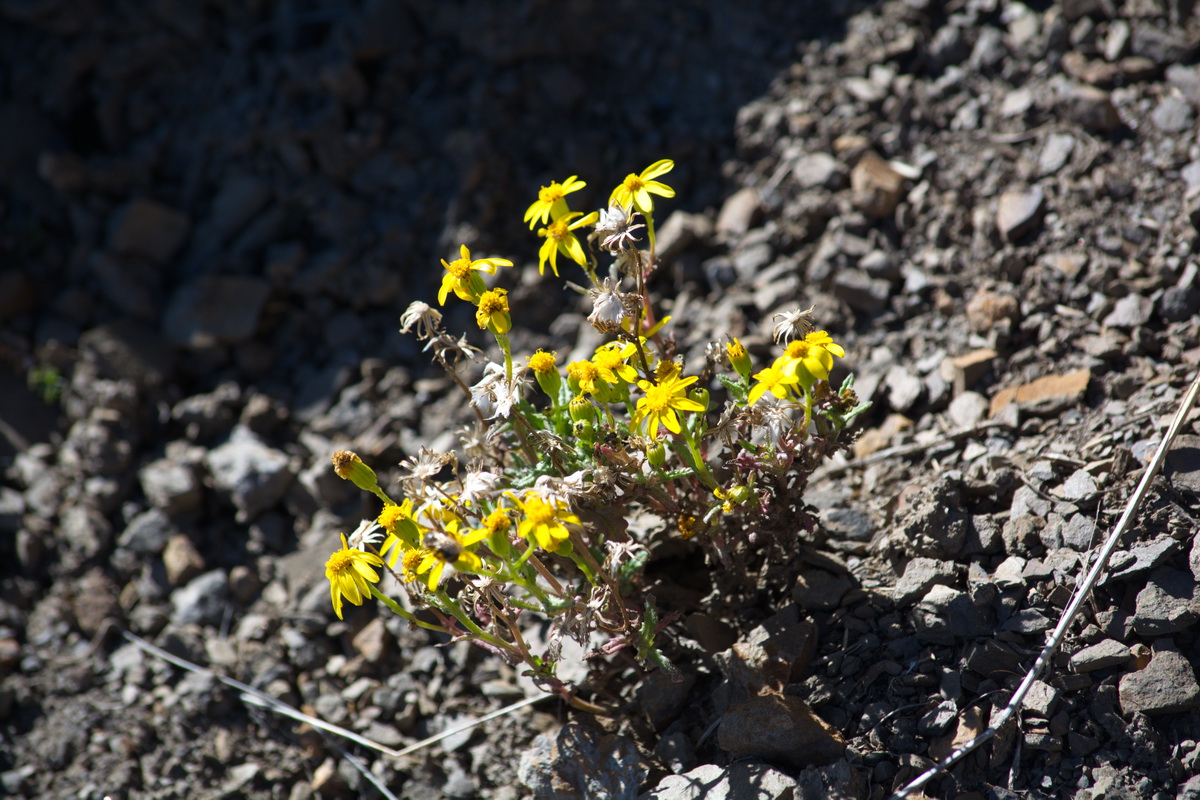 Image of genus Senecio specimen.