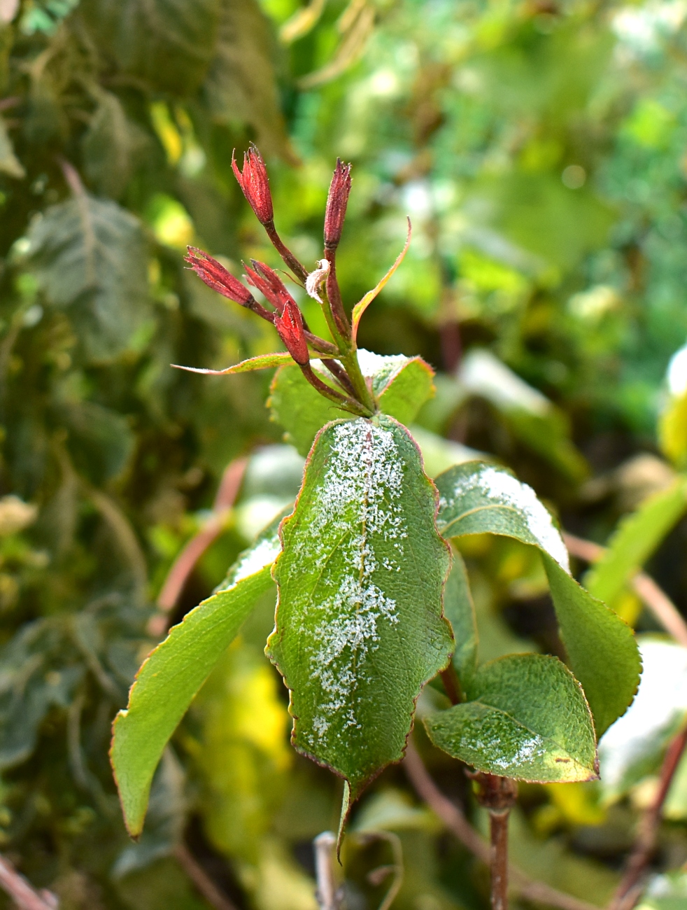 Image of Weigela florida specimen.