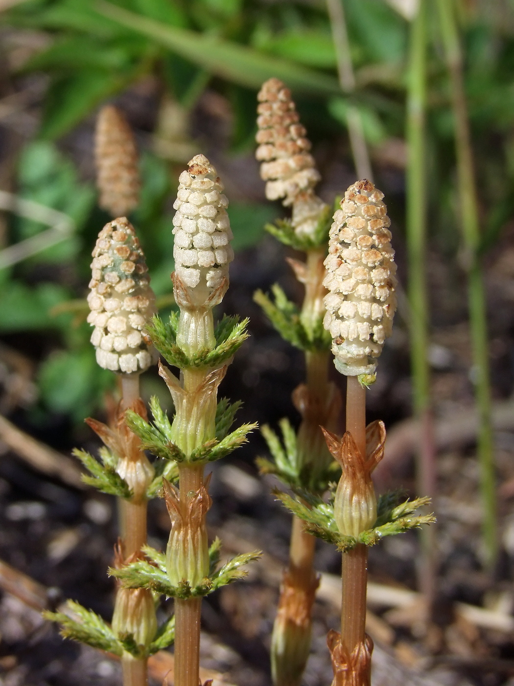 Изображение особи Equisetum sylvaticum.