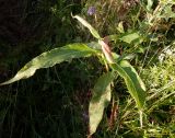 Persicaria amphibia. Верхушка побега. Тверская обл., Весьегонский р-н, с. Чистая Дуброва, луг. 24 июля 2020 г.